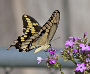 Giant Swallowtail on Phlox 2756